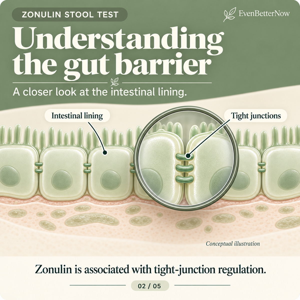 Zonulin Marker Stool Test – At-Home Intestinal Permeability Test