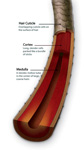 Hair Follicle Cross-Section